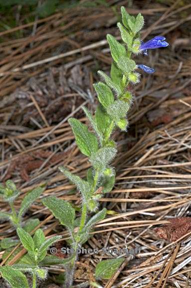 scutellaria tuberosa 2 graphic